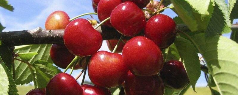 如何让车厘子核发芽