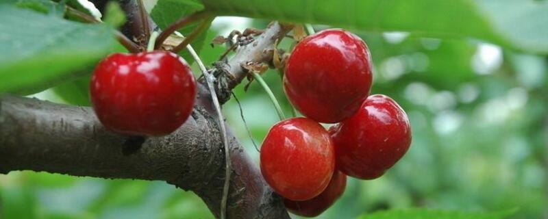 车厘子树冬季移栽好吗