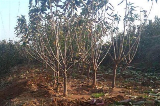 车厘子树冬季移栽好吗