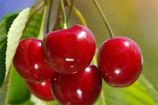 车厘子树冬季移栽好吗