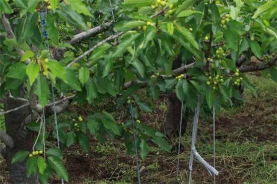 车厘子适合什么地方种植