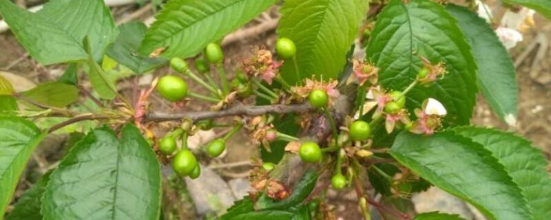 家庭车厘子小盆栽办法