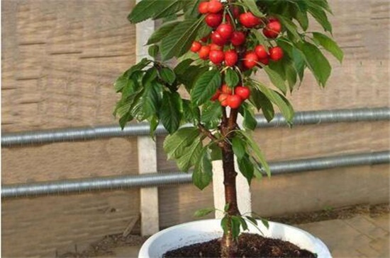 家庭车厘子小盆栽办法