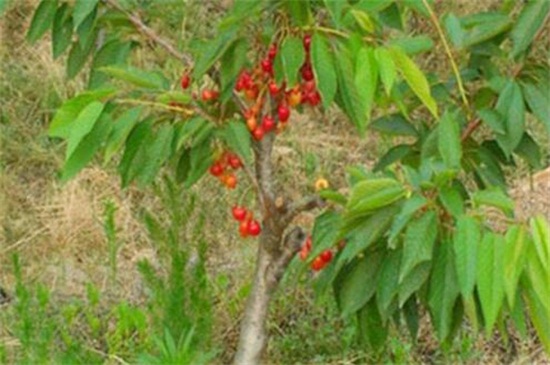 家庭车厘子小盆栽办法