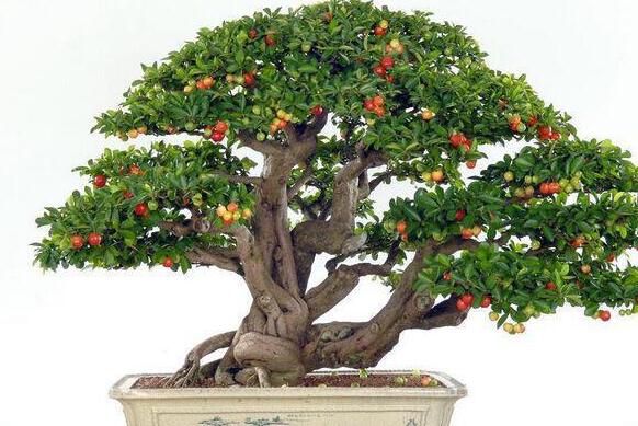 车厘子树苗盆栽图解,四大步骤让车厘子盆栽成功