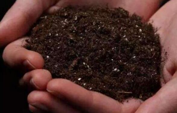 车厘子树苗盆栽图解,四大步骤让车厘子盆栽成功