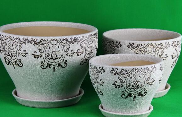 车厘子树苗盆栽图解,四大步骤让车厘子盆栽成功