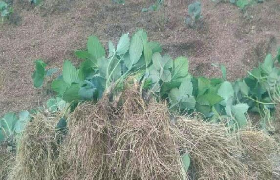 车厘子树苗盆栽图解,四大步骤让车厘子盆栽成功