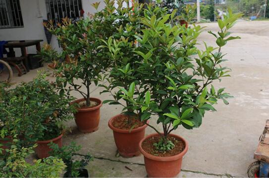 车厘子树苗盆栽图解,四大步骤让车厘子盆栽成功