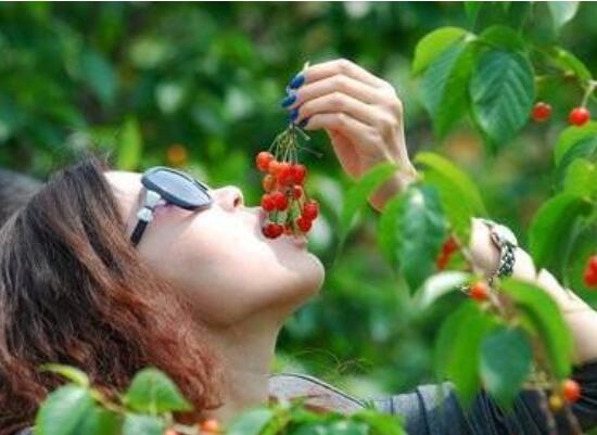 车厘子为何那么贵，外国进口运输成本高/损耗率大