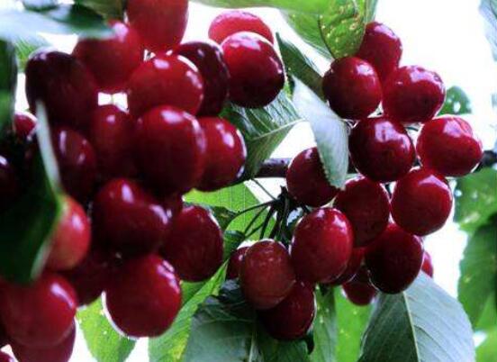 车厘子为何那么贵，外国进口运输成本高/损耗率大