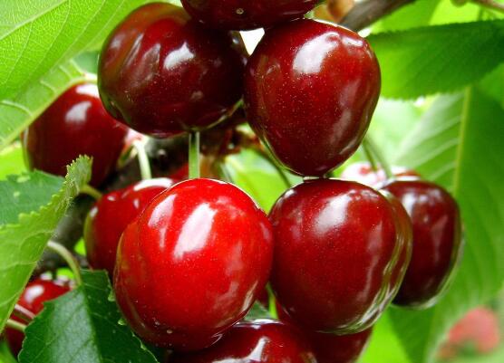 车厘子为何那么贵，外国进口运输成本高/损耗率大