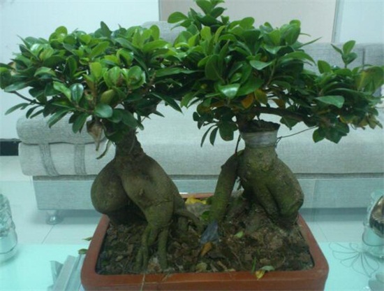 人参榕如何浇水，保持土壤湿润/夏季多浇水