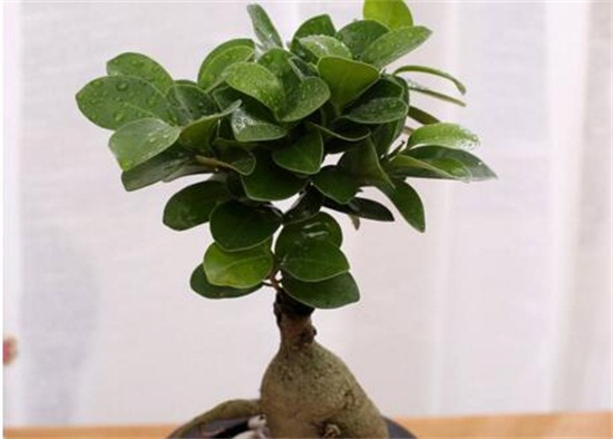 人参榕如何浇水，保持土壤湿润/夏季多浇水