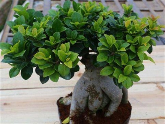 人参榕如何浇水，保持土壤湿润/夏季多浇水