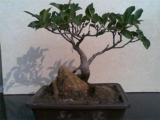 人参榕如何浇水，保持土壤湿润/夏季多浇水