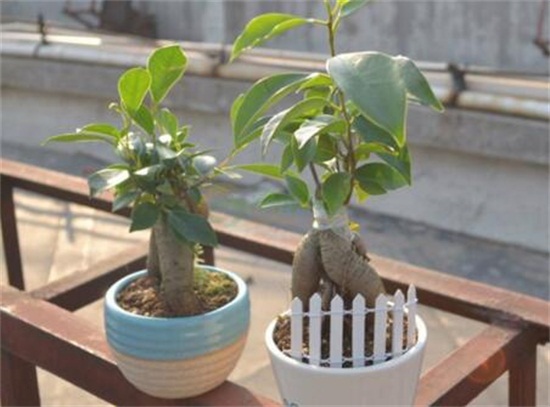 人参榕如何浇水，保持土壤湿润/夏季多浇水