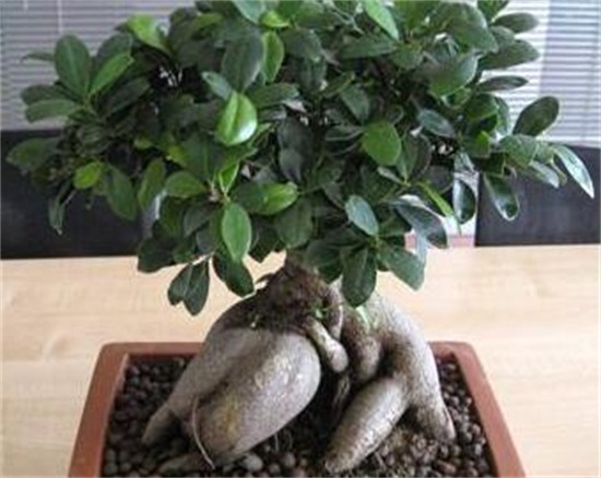 人参榕如何浇水，保持土壤湿润/夏季多浇水