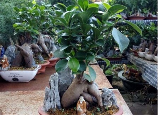 人参榕如何浇水，保持土壤湿润/夏季多浇水