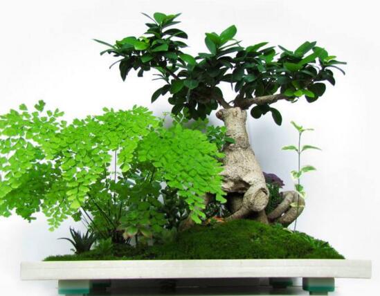 人参榕如何施肥，选对肥种把握时间留意技巧