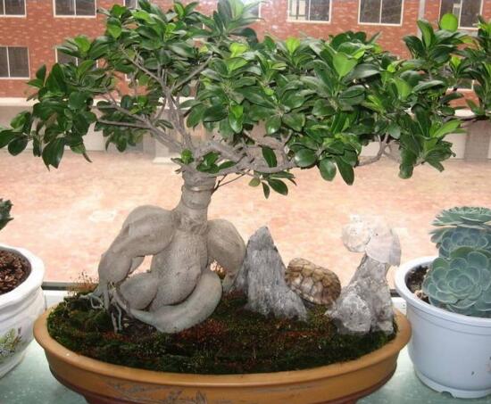 人参榕如何施肥，选对肥种把握时间留意技巧