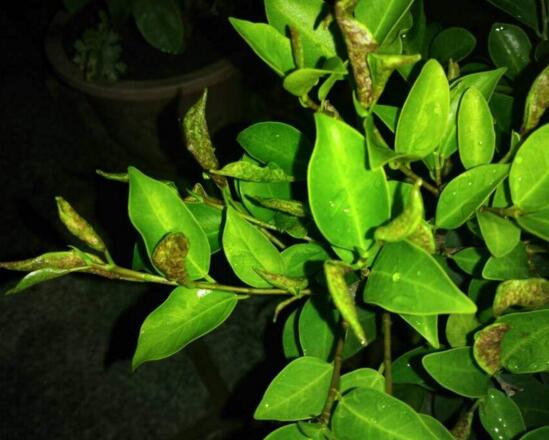 人参榕如何施肥，选对肥种把握时间留意技巧