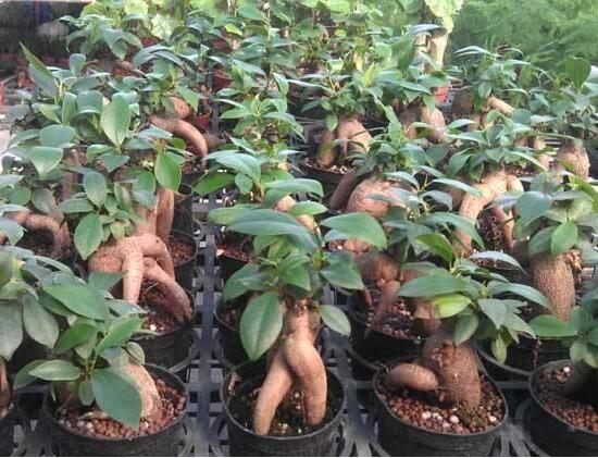 人参榕如何施肥，选对肥种把握时间留意技巧