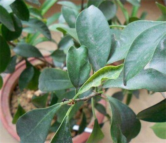 人参榕如何施肥，选对肥种把握时间留意技巧