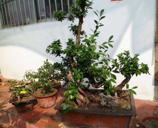 人参榕如何施肥，选对肥种把握时间留意技巧