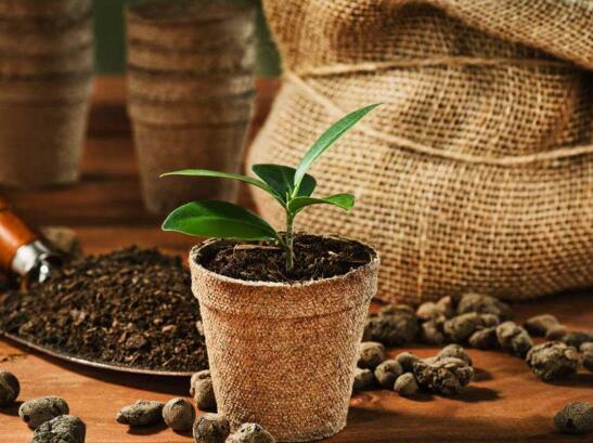 人参榕如何施肥，选对肥种把握时间留意技巧