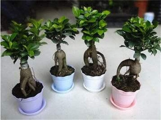 人参榕如何施肥，选对肥种把握时间留意技巧