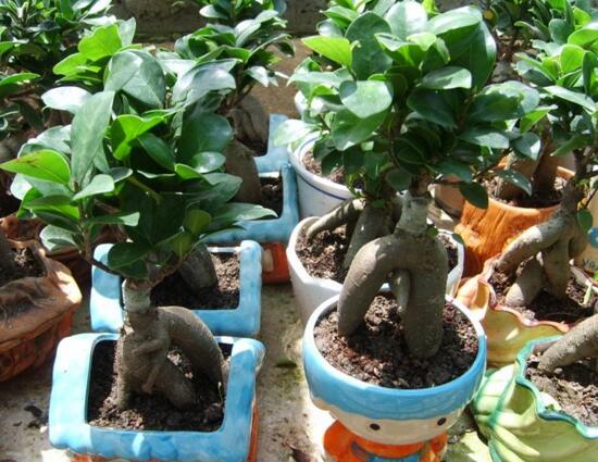 人参榕盆栽的留意事项，花友分享人参榕盆栽的养殖办法