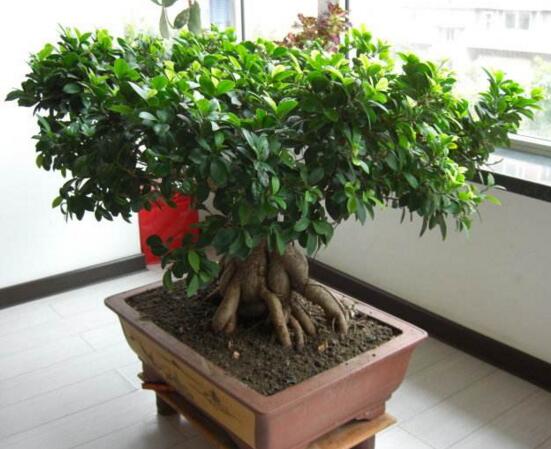 人参榕盆栽的留意事项，花友分享人参榕盆栽的养殖办法