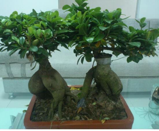 人参榕盆栽的留意事项，花友分享人参榕盆栽的养殖办法