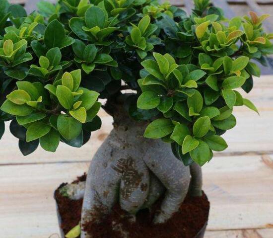 人参榕盆栽的留意事项，花友分享人参榕盆栽的养殖办法
