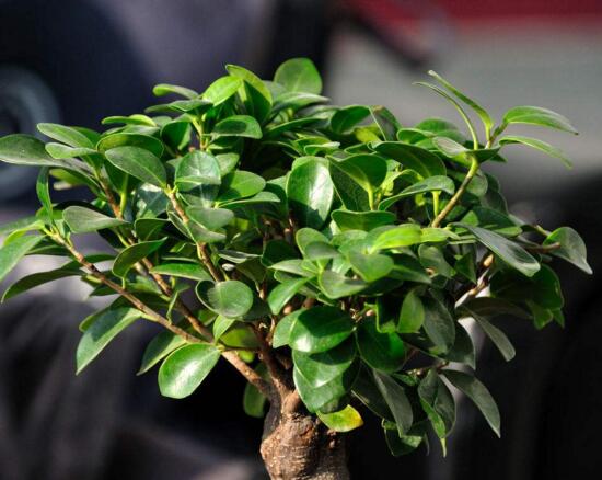 人参榕盆栽的留意事项，花友分享人参榕盆栽的养殖办法