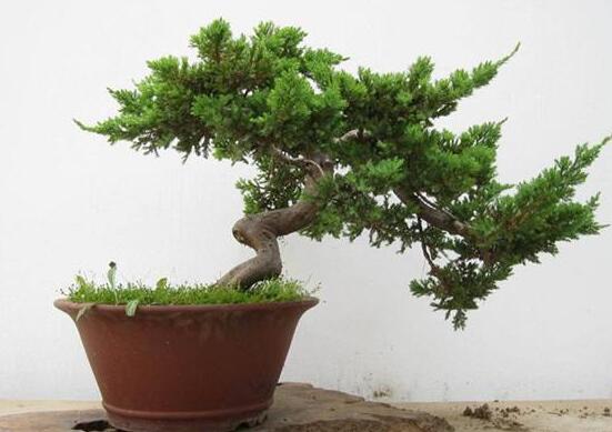 人参榕盆栽的留意事项，花友分享人参榕盆栽的养殖办法