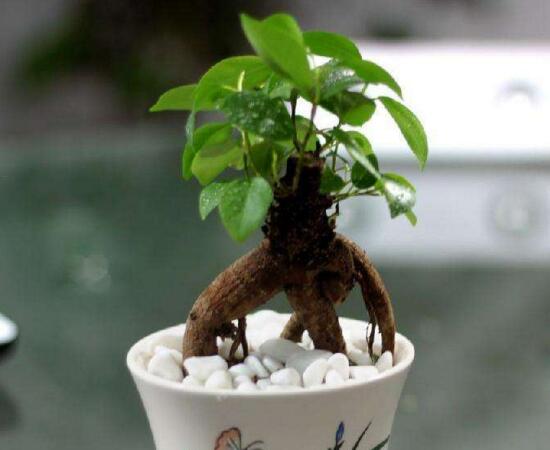 人参榕盆栽的留意事项，花友分享人参榕盆栽的养殖办法