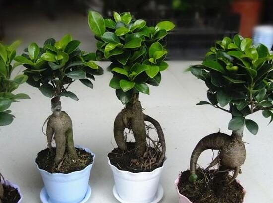 人参榕盆栽的留意事项，花友分享人参榕盆栽的养殖办法