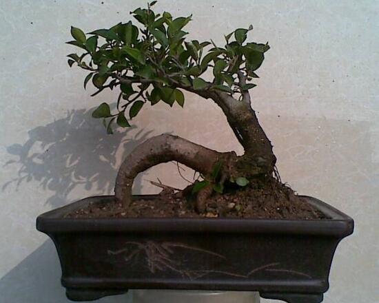 人参榕盆栽的留意事项，花友分享人参榕盆栽的养殖办法