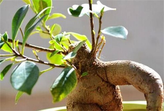 人参榕盆栽的留意事项，花友分享人参榕盆栽的养殖办法