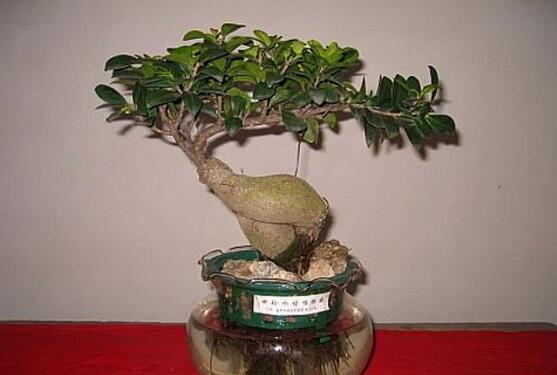 人参榕如何水培，留意前四周养护即可成功