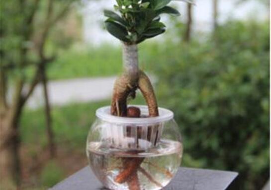 人参榕如何水培，留意前四周养护即可成功