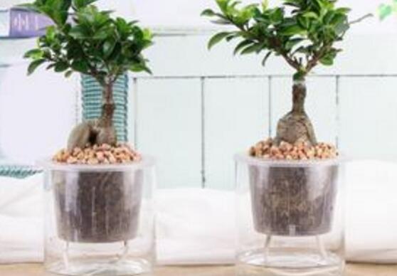 人参榕如何水培，留意前四周养护即可成功