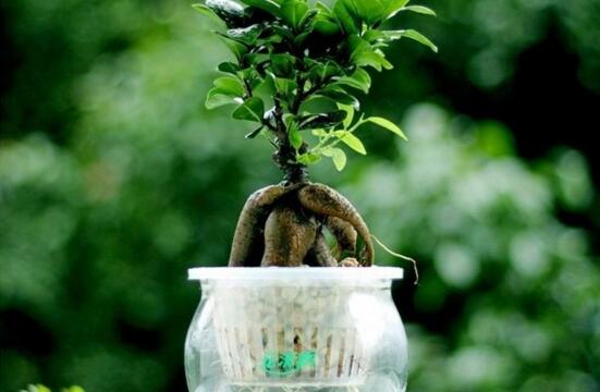 人参榕如何水培，留意前四周养护即可成功