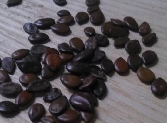 人参榕有哪些繁殖办法，详解扦插/压条/播种3种繁殖办法