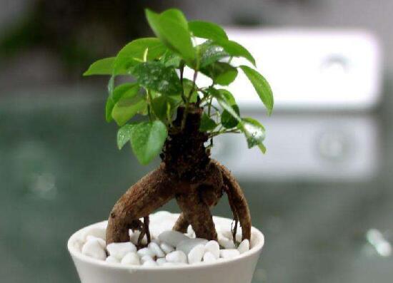 人参榕有哪些繁殖办法，详解扦插/压条/播种3种繁殖办法