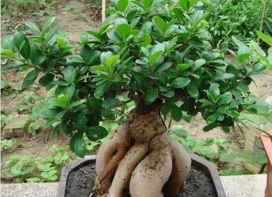 人参榕有哪些繁殖办法，详解扦插/压条/播种3种繁殖办法