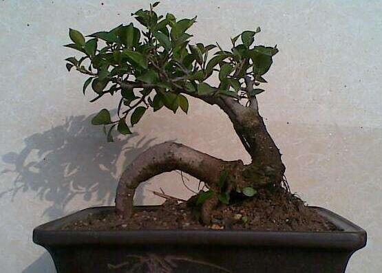 人参榕有哪些繁殖办法，详解扦插/压条/播种3种繁殖办法