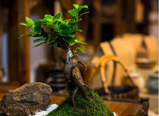 人参榕有哪些繁殖办法，详解扦插/压条/播种3种繁殖办法